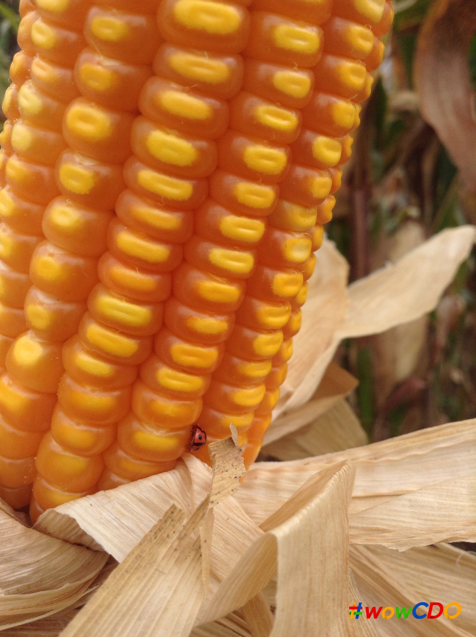 INTERESTING: A “Super” Corn Seed That Change Lives